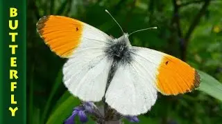 Зорька, или аврора (лат. Anthocharis cardamines)