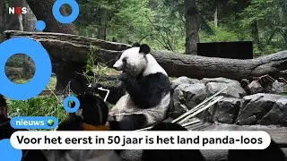 Japan moet panda's teruggeven aan China, hoe zit dat?