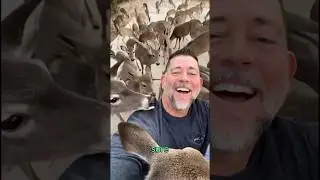 Deer Feeding Time #love #animals #fun #cute