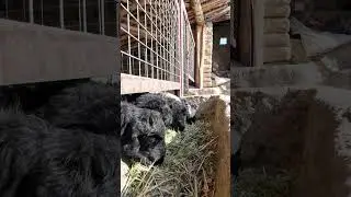 Little tiny lambs eating#Subscribe#LikeLittle tiny lambs eating