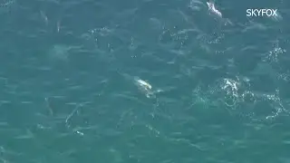 Video Shows Dozens Of Dolphins Along San Diego Coast