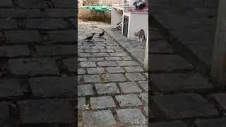 Crows Troll Cats, Funny|06| 😝🤣😜