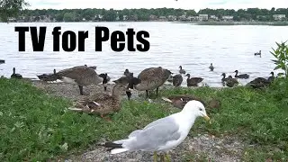 Ducks, Geese, Gulls and Birds by the Water - 10 hour Video for Pets and People - Jul 28, 2025