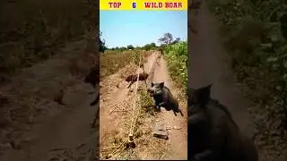 TOP 6 wild boar catch in net  @wildboar159