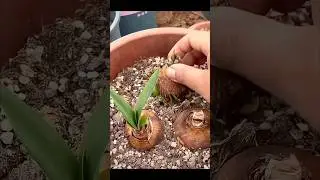 ESTIMULANDO FLORES NA AMAR&Iacute;LIS  #shorts #orquideas #orqu&iacute;deas #orquidea #orqu&iacute;dea #orchid