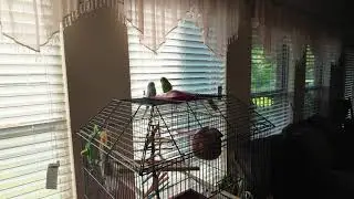 FIRST TIME OUR TWO BIRDS PHYSICALLY IN CONACT WITH EACH OTHER AFTER TWO WEEKS OF QUARANTINE