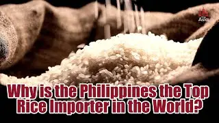 Why is the Philippines the Top Rice Importer in the World?
