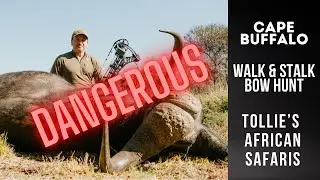Cape Buffalo Bow Hunt | Walk & Stalk Cape Buffalo with Bow | Tollies African Safaris