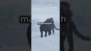 The Last Woolly Mammoths of Wrangel Island🦣🦣  #facts #woolymammoth #mammoth  #animals #wildlife