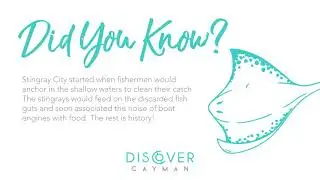 Stingray City - Did You Know?
