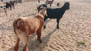  Wow that's good 🐐🐐 amazing goats video #goat #animals #goatbreeds #amazing 
