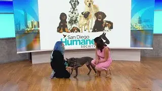 San Diego Humane Society shares dog&nbsp;training tips for&nbsp;National&nbsp;Train&nbsp;Your Dog Month
