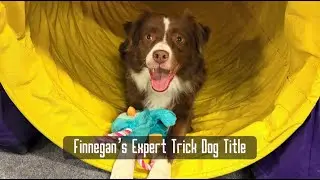 Finnegan's Expert Trick Dog Title through Do More With Your Dog