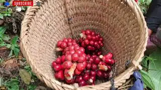 Girl Found Field of Wild Cardamom in the Mountains | For Survival in the Jungle!!