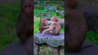 Adorable Lovely Monkey Bella Playing Fun