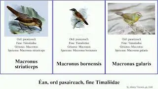 &Eacute;an, ord pasaireach, fine Timaliidae macronus bird gularis Stachyridopsis Cyanoderma ruficeps ga.