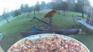 Summer Tanager (male)
