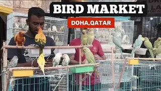 Bird Market Souq Waqif Doha Qatar I Souq Waqif Market I Pets Market Souq Waqif I Bird Vlog