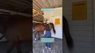 Are you horse&rsquo;s Low Back Muscles in pain?