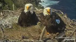 West End Bald Eagles. The WE Clan: Cuddle Puddle,  Mumbrella and Poptent. 23 (and 20) Mar 2022
