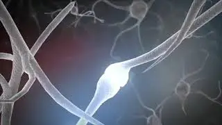Brain development of child from 0   6 years