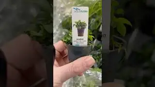 Anubias Nana &lsquo;Mini Mini&rsquo; - Aquariumplantenshop