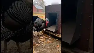 😳 One Turkey Walks In&hellip; Perfect Deli Slices Start Flying Out 🤯🦃