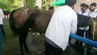 Restraining of Horse | How to control Horse for treatment | Dr Asad Nasir.