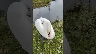 🤍 A Swan Came to Greet Me by the Lake 🦢