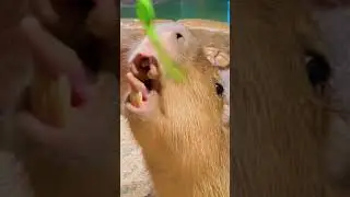 What kind of animal is this?-funny-looking