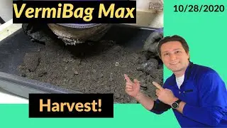 Vermibag Harvest and Fruit Flies 10/28/2020