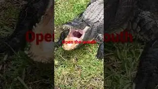 Crocodile is mouth open #shorts #animals #tiktok #trending #open #mouthopen #ytshorts