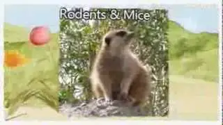 Pest Management Insect Control 916-226-4836 Woodland CA, Pest Inspection