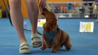 Competitive Rally Obedience (Rally-O) at When Hounds Fly