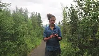 Science in Seconds in Alaska- The end of a journey, to the Boreal Forest and Back