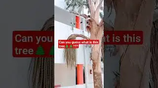 antha arivipo pattu.. can you guess what is this tree🌲🌲🌲?? #music #song #love #toptrending #trending