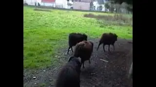 Mes mouton d ouessant et mes poule