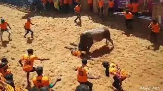 Jallikattu Kalai - Sending a man flying