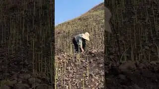 Incredible Fern overload on this Mountain