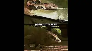 Reticulated python vs Komodo dragon