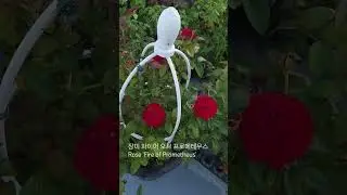 장미 파이어 오브 프로메테우스 Rose 'Fire of Prometheus'