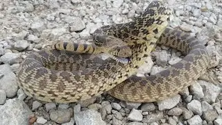 Bull Snake 'Gopher Snake' Listen To That Hiss | REPTILEFACTFILE'S
