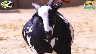 SAKRAN DAIRY & CATTLE FARM