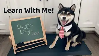 Doggo Lingo 101 | Learn With Me | Tiny Rick The Shibe