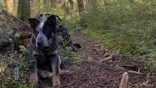 Training with Indicating Dog