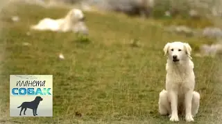 Собаки итальянских ковбоев. Планета собак 🌏 Моя Планета