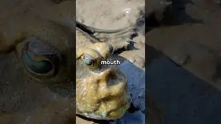 The Fish That Breathes Air and Walks on Land  #weirdnature #marinemystery