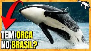 TODAS as BALEIAS e GOLFINHOS do BRASIL!