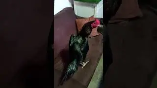 Томоша ##dakan #aseelmurga #hurozlar #ayam #oshamo #murga #rooster #петух #birds