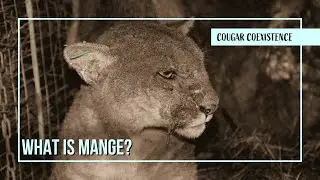What is mange?